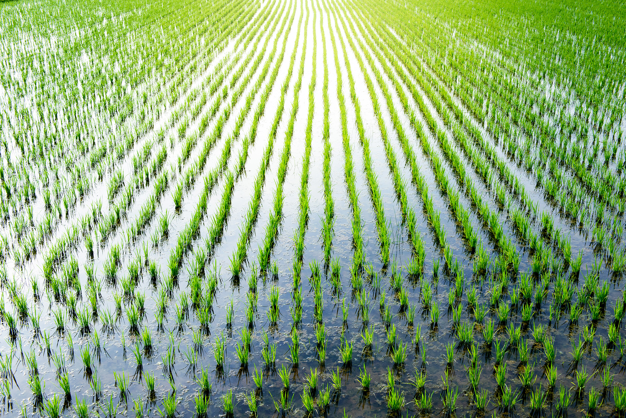6月の水田